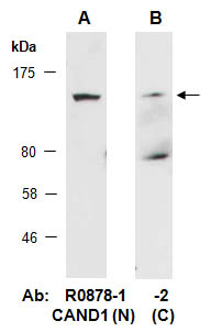 CAND1 Antibody Western (Abiocode)
