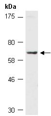 A1BG Antibody Western (Abiocode)