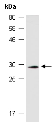 HES7 Antibody Western, Abiocode