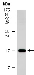 CBY1 Antibody Western (Abiocode)
