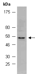 RUNX1 Antibody Western (Abiocode)