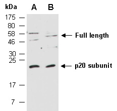 CASP1 Antibody Western (Abiocode)
