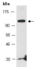 SYCP1 Antibody Western (Abiocode)
