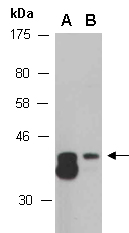 SCD Antibody Western (Abiocode)