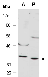 XAF1 Antibody Western (Abiocode)