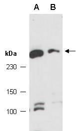 CASC5 Antibody Western (Abiocode)