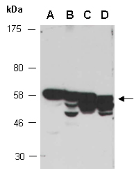 CBLC Antibody Western (Abiocode)