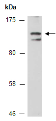 RPS2 Antibody Western (Abiocode)