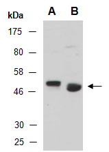 S1PR4 Antibody Western, Abiocode