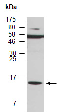 HIG2 Antibody Western, Abiocode