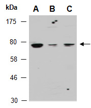TAB3 Antibody Western, Abiocode