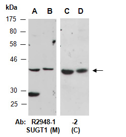 SUGT1 Antibody Western (Abiocode)