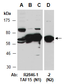 TAF15 Antibody Western (Abiocode)