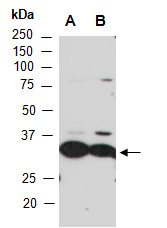 POU2AF1 Antibody Western (Abiocode)