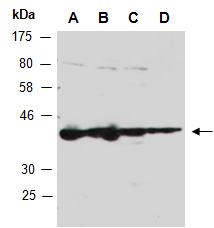 CD63 Antibody Western (Abiocode)