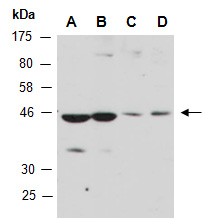 HEY2 Antibody Western (Abiocode)