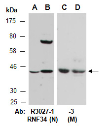 RNF34 Antibody Western (Abiocode)