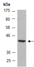 LIMS2 Antibody Western (Abiocode)