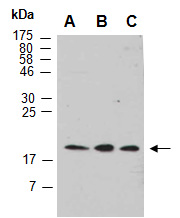 CDO1 Antibody Western (Abiocode)