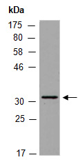 CCNB1IP1 Antibody Western (Abiocode)