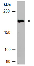 CUX1 Antibody Western (Abiocode)