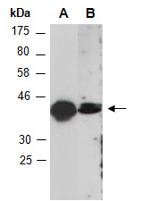 CREB1 Antibody Western (Abiocode)