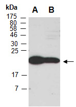DPPA3 Antibody Western (Abiocode)