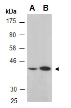 RUNX3 Antibody Western (Abiocode)
