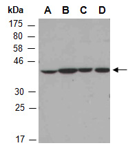 CRK Antibody Western (Abiocode)