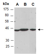 EFNB2 Antibody Western (Abiocode)