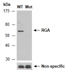 RGA Antibody Western (Abiocode)