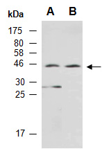 FAM84A Antibody Western (Abiocode)