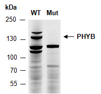 PHYB Antibody Western (Abiocode)