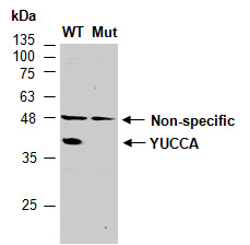 YUCCA Antibody Western (Abiocode)