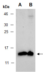 RPA3 Antibody Western (Abiocode)