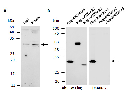 APETALA1 AP1 Antibody Western (Abiocode)