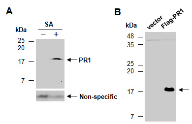 PR1 Antibody Western (Abiocode)