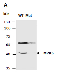 MPK6 Antibody Western (Abiocode)