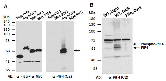 PIF4 Antibody Western (Abiocode)