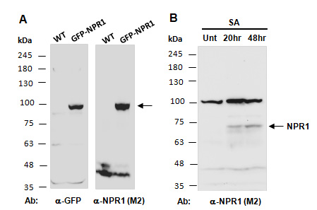 NPR1 Antibody Western (Abiocode)