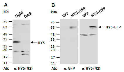 HY5 Antibody Western (Abiocode)