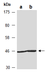 Actin antibody Western (Abiocode)
