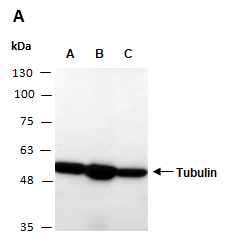 Tubulin, HRP-conjugated Antibody (Abiocode)