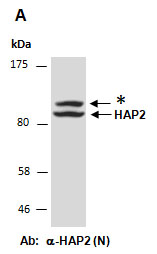 HAP2 Antibody Western (Abiocode)