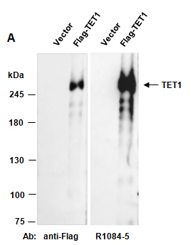 TET1 Antibody, Western (Abiocode)