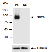 Anti-SV2A Antibody (Abiocode)