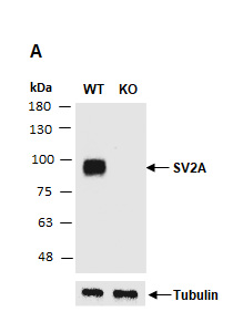 SV2A Antibody Western (Abiocode)